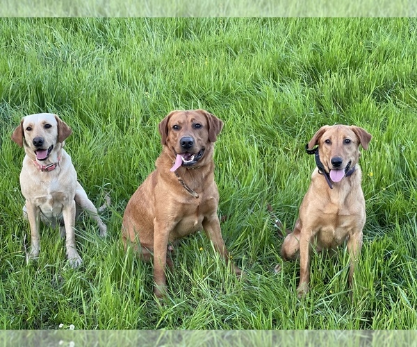 Medium Photo #1  Breeder Profile in CANTON, GA, USA