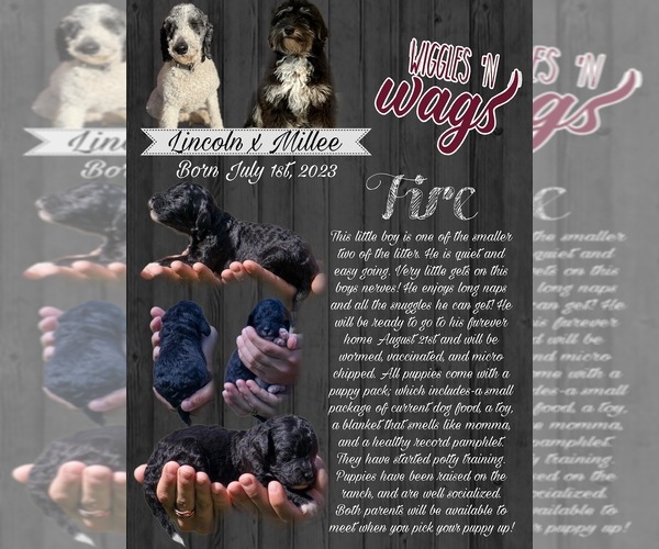 Medium Photo #8  Breeder Profile in PRAIRIE VIEW, KS, USA