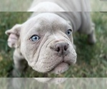 Small breeder photo