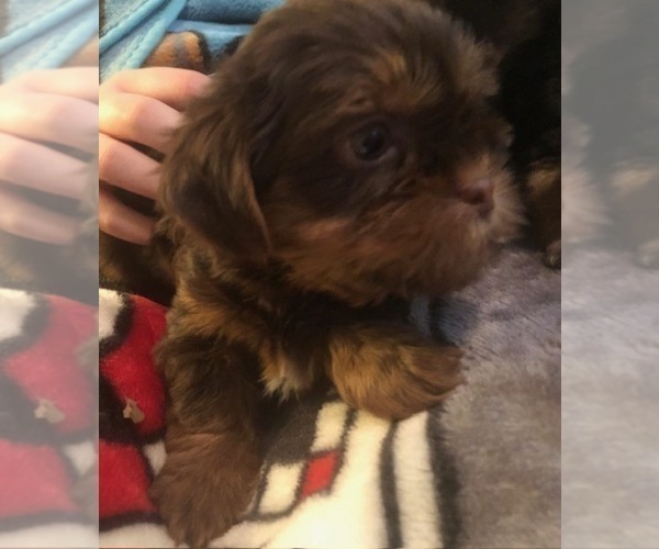 Medium Photo #30  Breeder Profile in SCOTTSDALE, AZ, USA