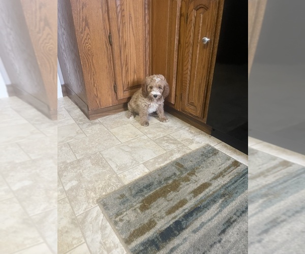 Medium Photo #6  Breeder Profile in STEWARTVILLE, MN, USA