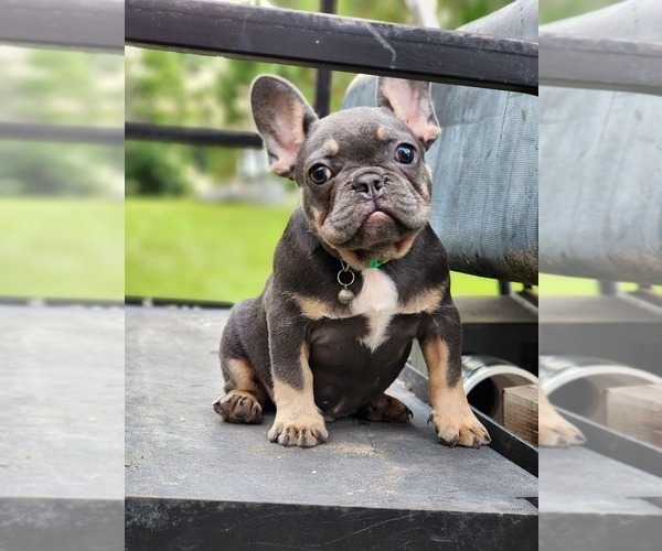 Medium Photo #1  Breeder Profile in VIDALIA, GA, USA