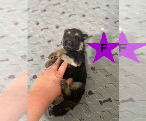 Medium Photo #1  Breeder Profile in ALACHUA, FL, USA