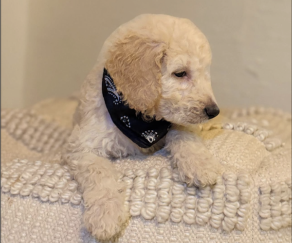 Medium Photo #8  Breeder Profile in FAYETTEVILLE, GA, USA