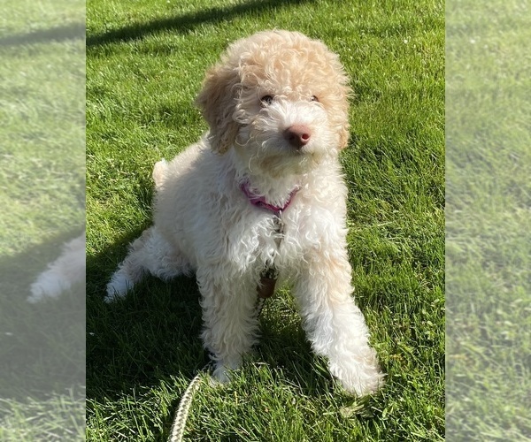 Medium Photo #9  Breeder Profile in VANCOUVER, WA, USA