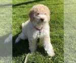 Small #8 Breeder Profile image