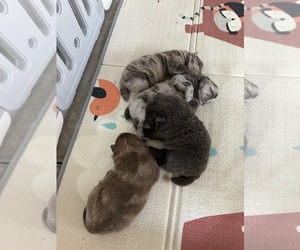 Medium Breeder Profile Photo