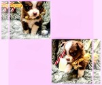 Small #4 Breeder Profile image