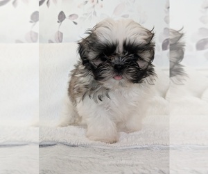 Shih Tzu Dog Breeder near LEESBURG, FL, USA