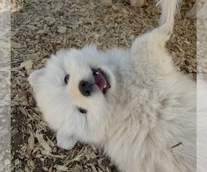 Japanese Spitz Dog Breeder near CLEARLAKE OAKS, CA, US
