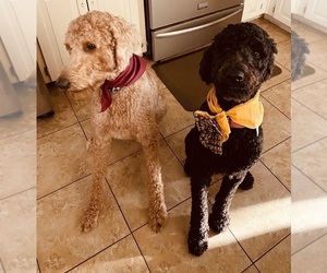 Double Doodle Dog Breeder near WINTER HAVEN, FL, USA