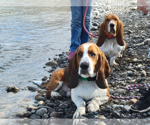 Medium Photo #1  Breeder Profile in EDGAR SPRINGS, MO, USA