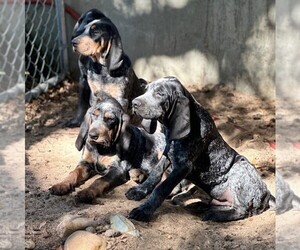 Bluetick Coonhound Dog Breeder near GREELEY, CO, USA