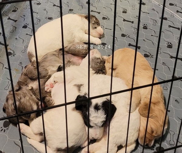 Medium Photo #2  Breeder Profile in PASCO, WA, USA