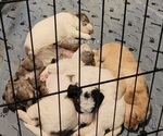 Small #1 Breeder Profile image
