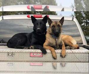 German Malinois Dog Breeder near MOSCOW, ID, USA