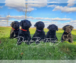 Small breeder photo