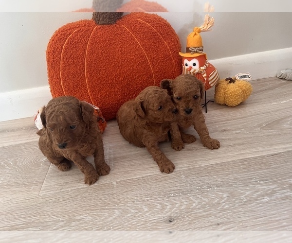 Medium Photo #6  Breeder Profile in EL RENO, OK, USA