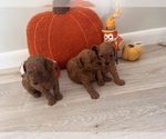 Small #5 Breeder Profile image