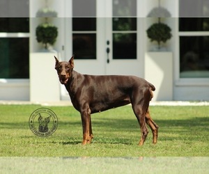 Doberman Pinscher Dog Breeder in BYHALIA,  USA