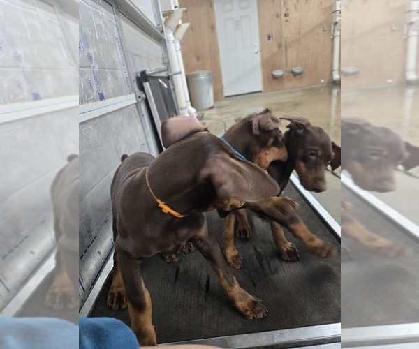Medium Photo #19  Breeder Profile in COLUMBIA CITY, IN, USA