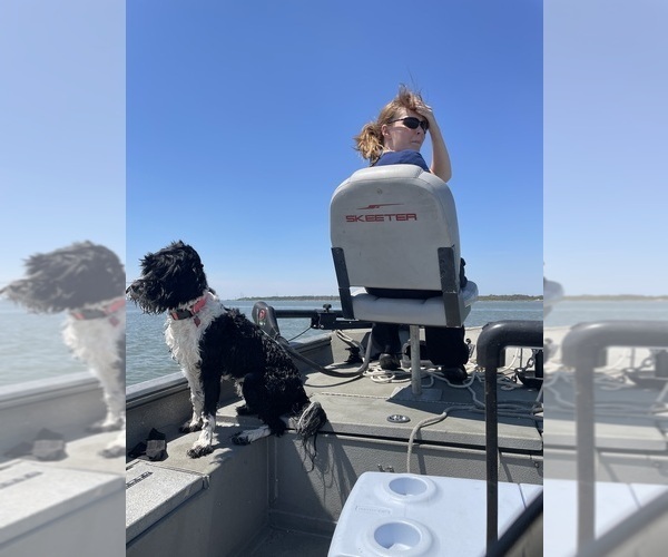 Medium Photo #41  Breeder Profile in BAYTOWN, TX, USA