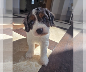 Cavapoo Dog Breeder near CITRUS HEIGHTS, CA, USA