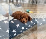 Small #51 Breeder Profile image