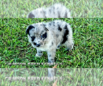 Small #26 Breeder Profile image