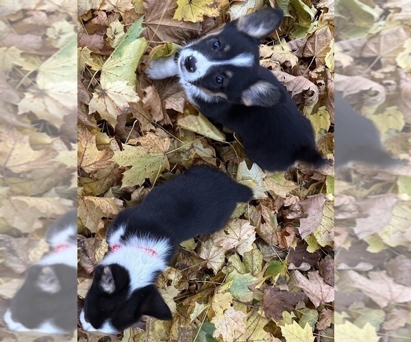 Medium Photo #4  Breeder Profile in PERKINSVILLE, VT, USA