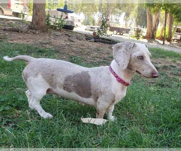 Medium Photo #1  Breeder Profile in GALT, CA, USA