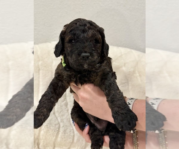 Medium Photo #6  Breeder Profile in SPICEWOOD, TX, USA