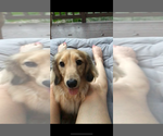 Small #40 Breeder Profile image