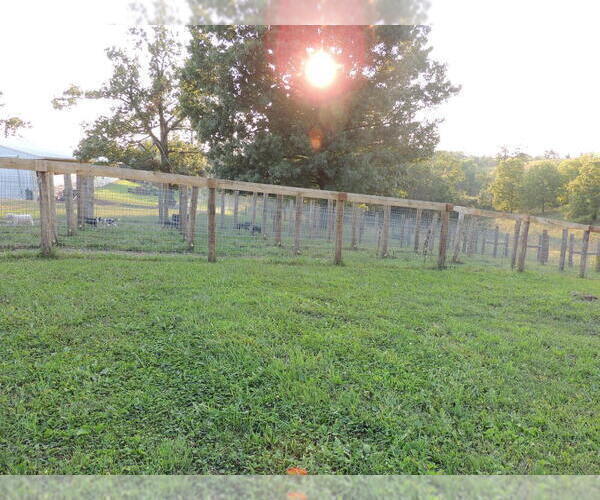 Medium Photo #8  Breeder Profile in CARLISLE, KY, USA