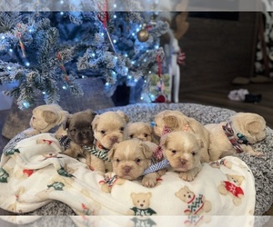 French Bulldog Dog Breeder near DERIDDER, LA, USA