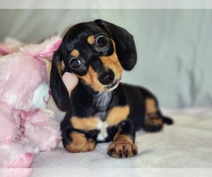 Dachshund Dog Breeder near DEBARY, FL, USA