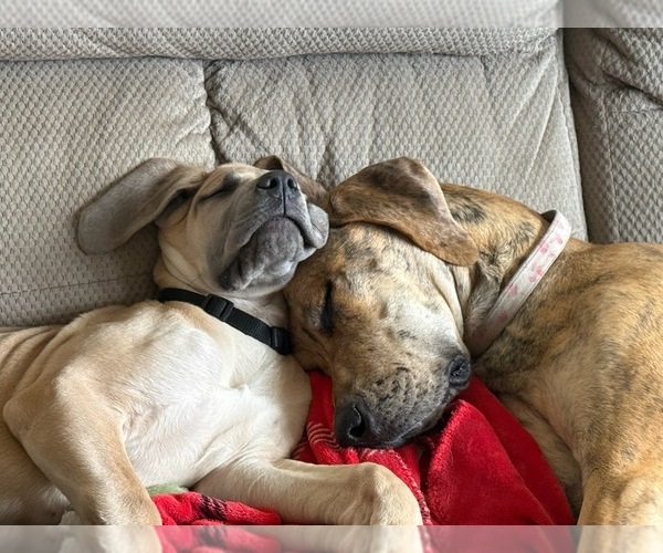 Medium Photo #2  Breeder Profile in GALLOWAY, OH, USA