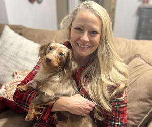 Dachshund Dog Breeder near CHESAPEAKE, VA, USA