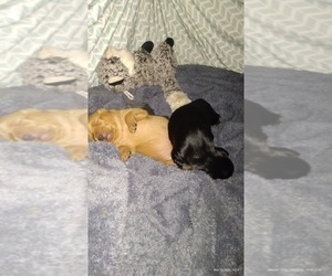 Medium Breeder Profile Photo