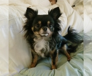 Main photo of Chihuahua Dog Breeder near RANCHO CUCAMONGA, CA, USA
