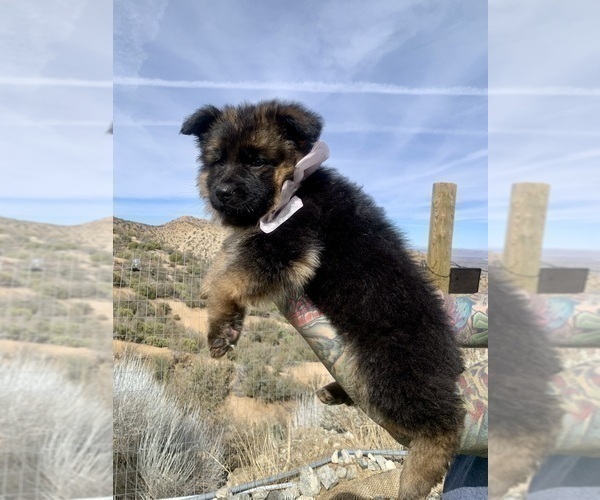 Medium Photo #142  Breeder Profile in PINON HILLS, CA, USA