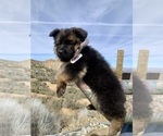Small #141 Breeder Profile image