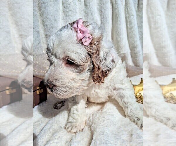 Medium Photo #11  Breeder Profile in GASTONIA, NC, USA