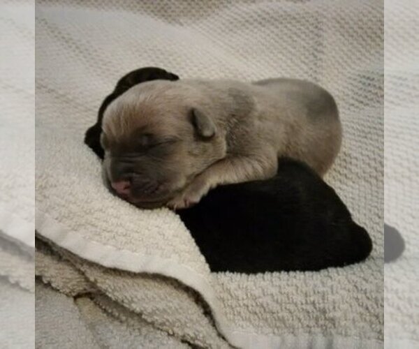 Medium Photo #1  Breeder Profile in TUSTIN, CA, USA