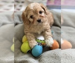 Small Photo #7  Breeder Profile in BELDING, MI, USA