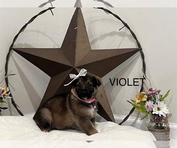 Medium Photo #1  Breeder Profile in GRIFFIN, GA, USA
