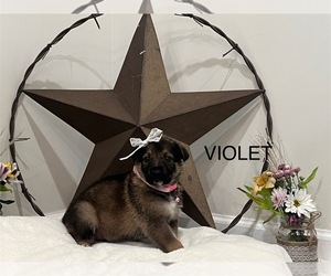 Medium Breeder Profile Photo