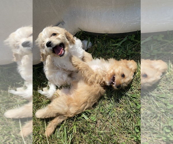Medium Photo #7  Breeder Profile in MARQUAND, MO, USA