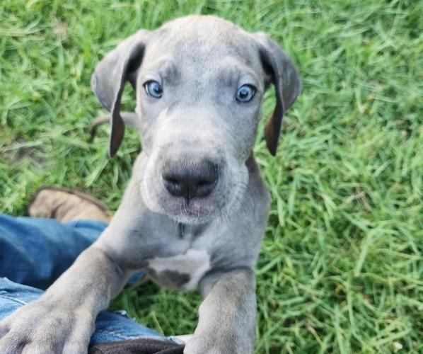 Medium Photo #1  Breeder Profile in HAMMOND, LA, USA