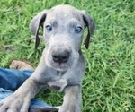 Small breeder photo